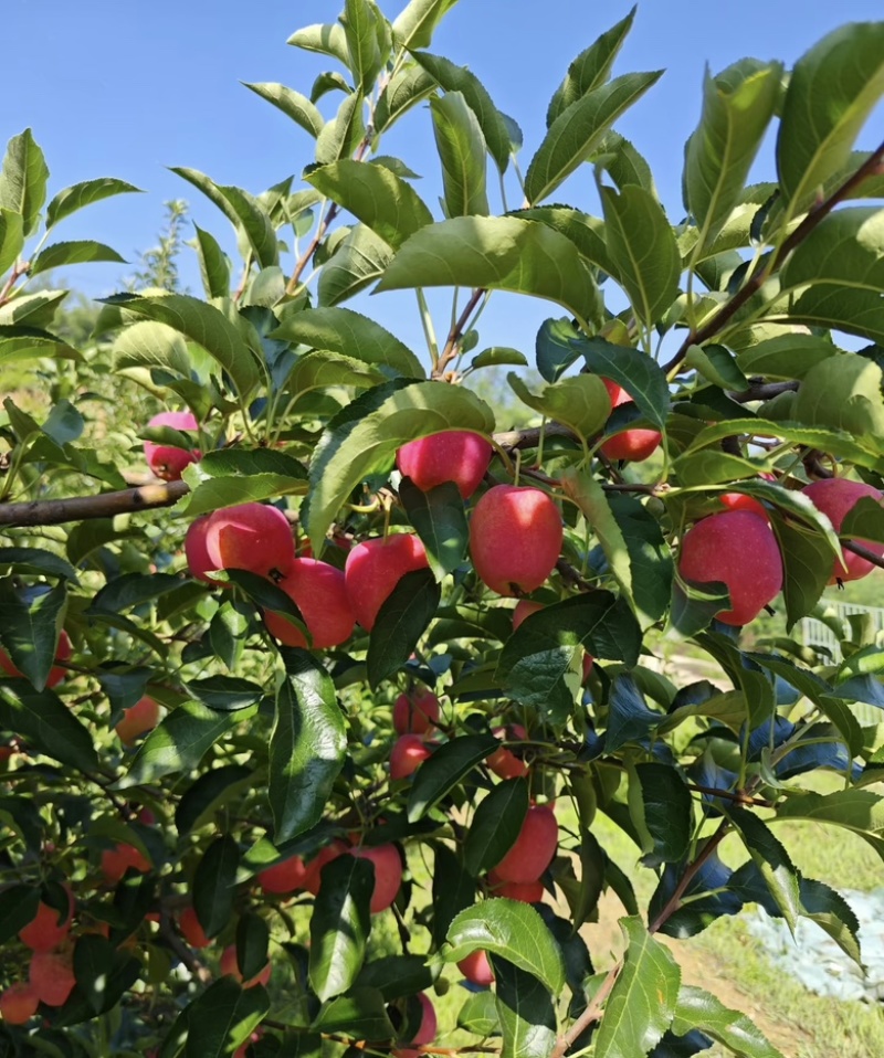 123小苹果鸡心果大量供应，吉林产区直发新鲜采摘