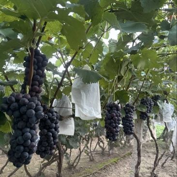 精品夏黑葡萄上市，纯甜感，皮薄汁多，货源充足。