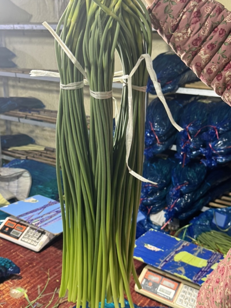 临沂兰陵自家冷库储存的优质大田白帽蒜苔