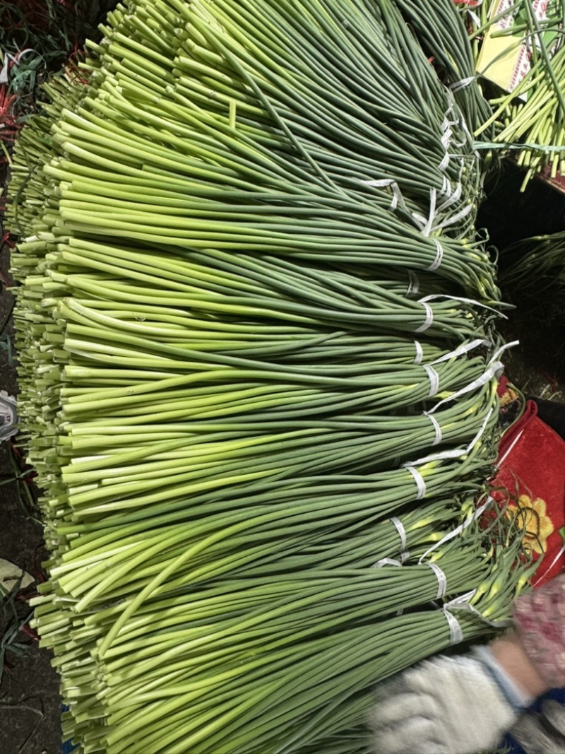 蒜薹