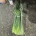 临沂兰陵自家冷库储存的优质大田白帽蒜苔
