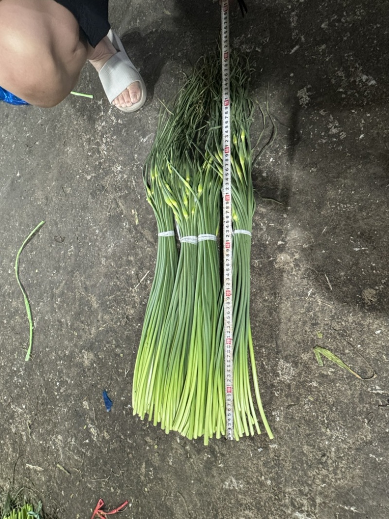 临沂兰陵自家冷库储存的优质大田白帽蒜苔