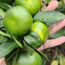赣南特早蜜橘柑橘、寻乌蜜橘、特早蜜橘柑橘现已上市。