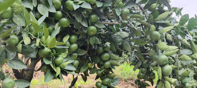 赣南特早蜜橘柑橘、寻乌蜜橘、特早蜜橘柑橘现已上市。