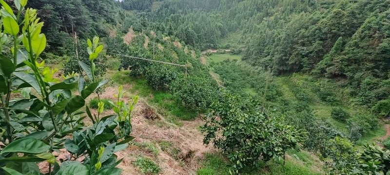 赣南特早蜜橘柑橘、寻乌蜜橘、特早蜜橘柑橘现已上市。