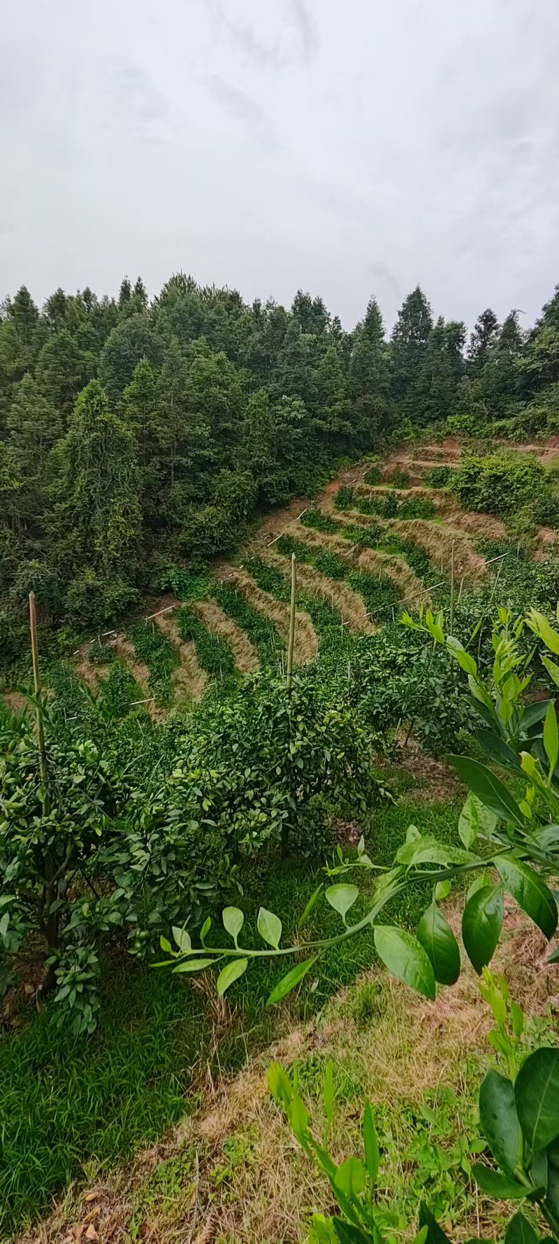 赣南特早蜜橘柑橘、寻乌蜜橘、特早蜜橘柑橘现已上市。