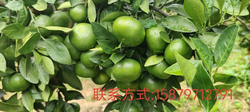 赣南特早蜜橘柑橘、寻乌蜜橘、特早蜜橘柑橘现已上市。