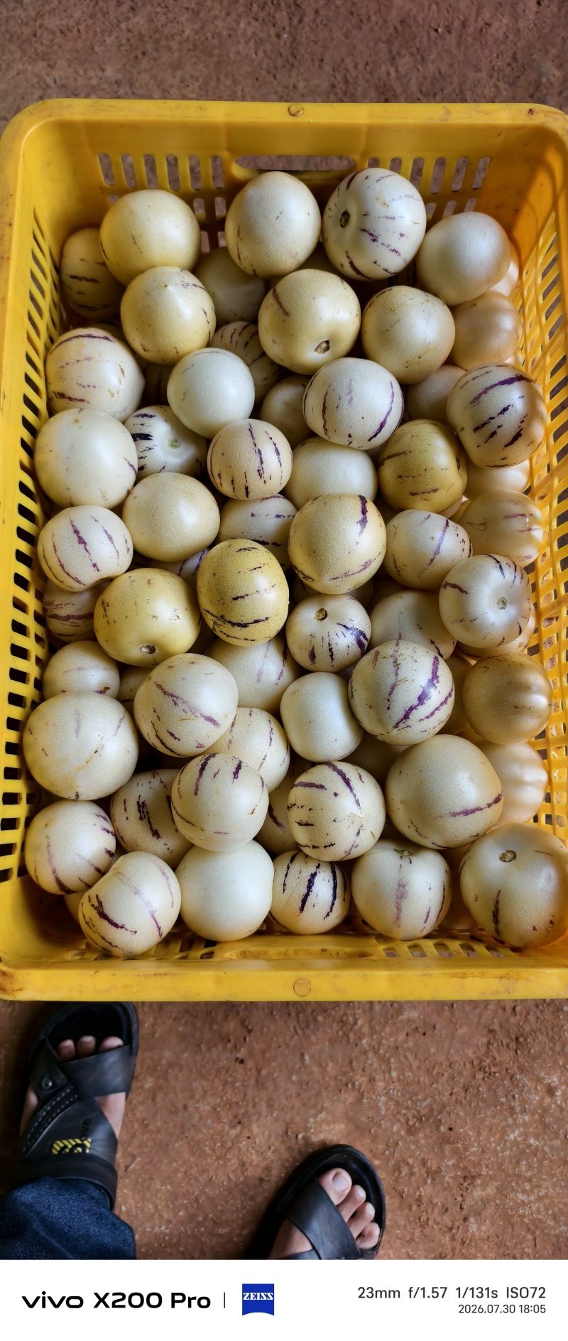 大果80克以上，中果50克到80克，小果30克到50