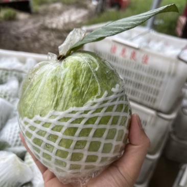 广东阳春白心芭乐番石榴珍珠奶油芭乐产地直发