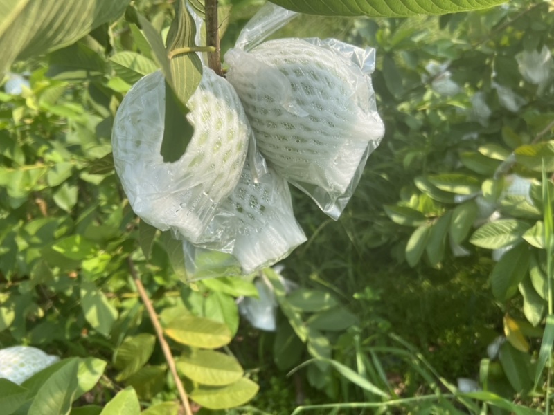 广东阳春白心芭乐番石榴珍珠奶油芭乐产地直发