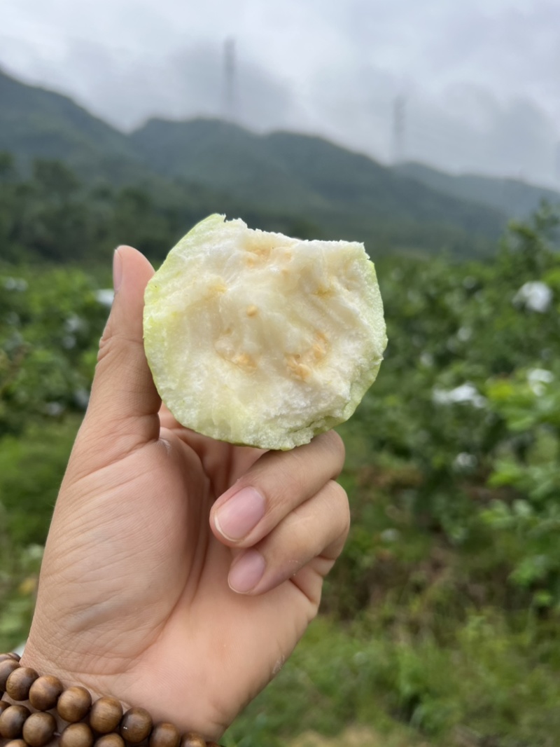 广东阳春白心芭乐番石榴珍珠奶油芭乐产地直发