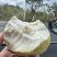 广东阳春白心芭乐番石榴珍珠奶油芭乐产地直发