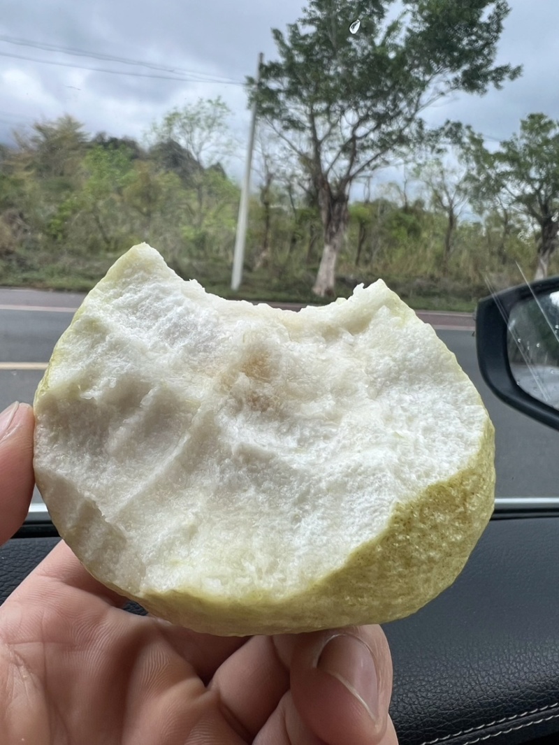广东阳春白心芭乐番石榴珍珠奶油芭乐产地直发