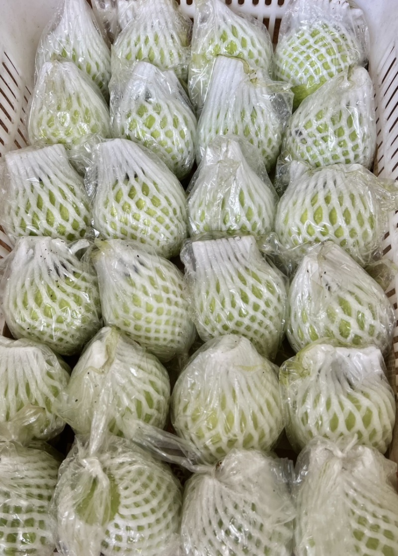 广东阳春白心芭乐番石榴珍珠奶油芭乐产地直发