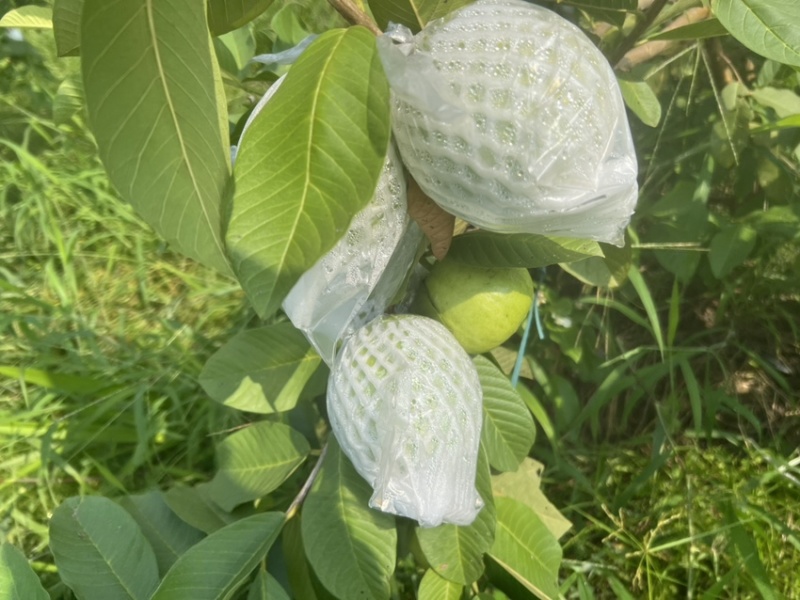 广东阳春白心芭乐番石榴珍珠奶油芭乐产地直发