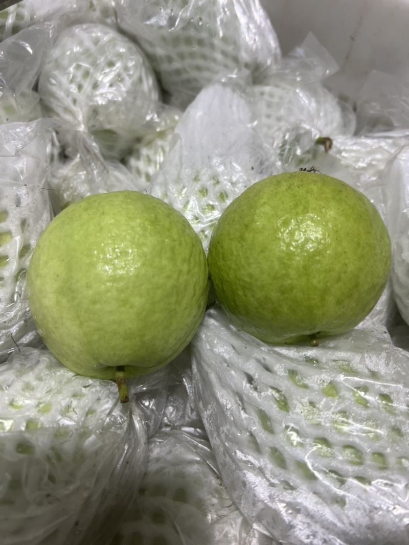 广东阳春白心芭乐番石榴珍珠奶油芭乐产地直发