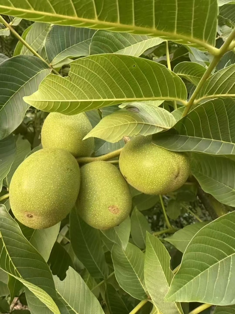 青核桃去皮核桃新货鲜果