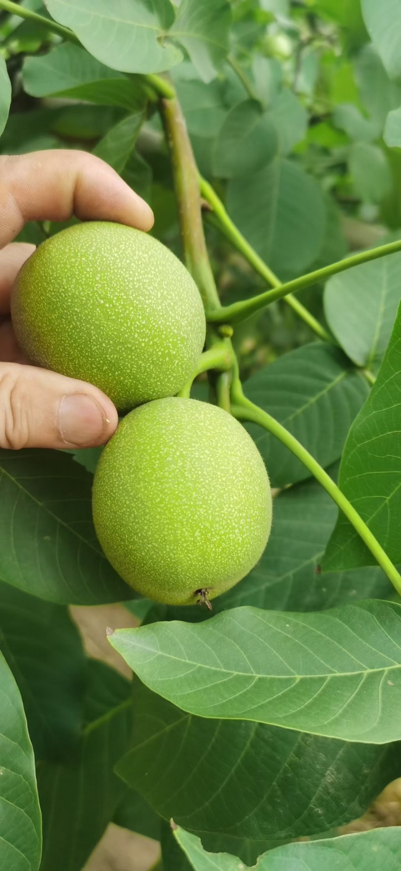 青核桃去皮核桃新货鲜果