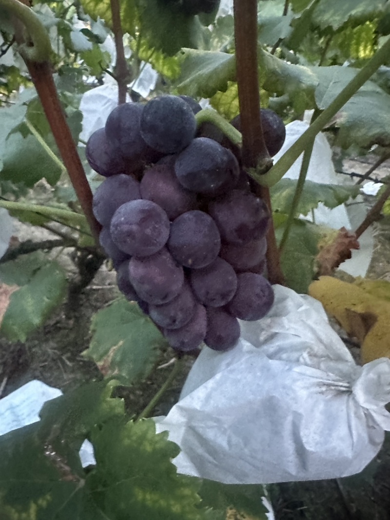 巨峰葡萄，味道，糖份17，18个糖