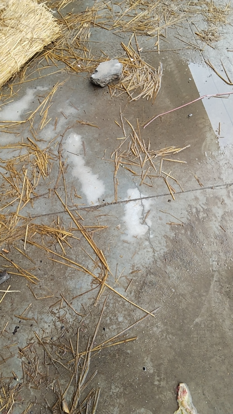 黑皮无籽