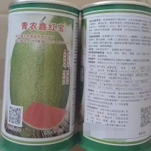 鑫红宝中熟品种长椭圆形40斤以上抗逆性强大红瓤