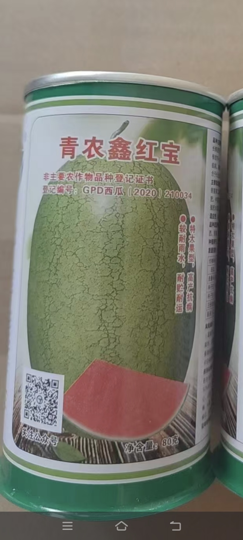 鑫红宝中熟品种长椭圆形40斤以上抗逆性强大红瓤