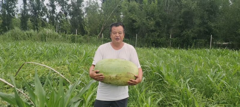 鑫红宝中熟品种长椭圆形40斤以上抗逆性强大红瓤