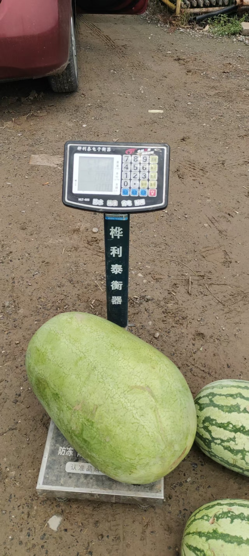 鑫红宝中熟品种长椭圆形40斤以上抗逆性强大红瓤
