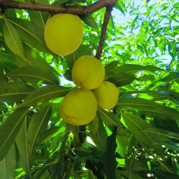 脆蜜桃
