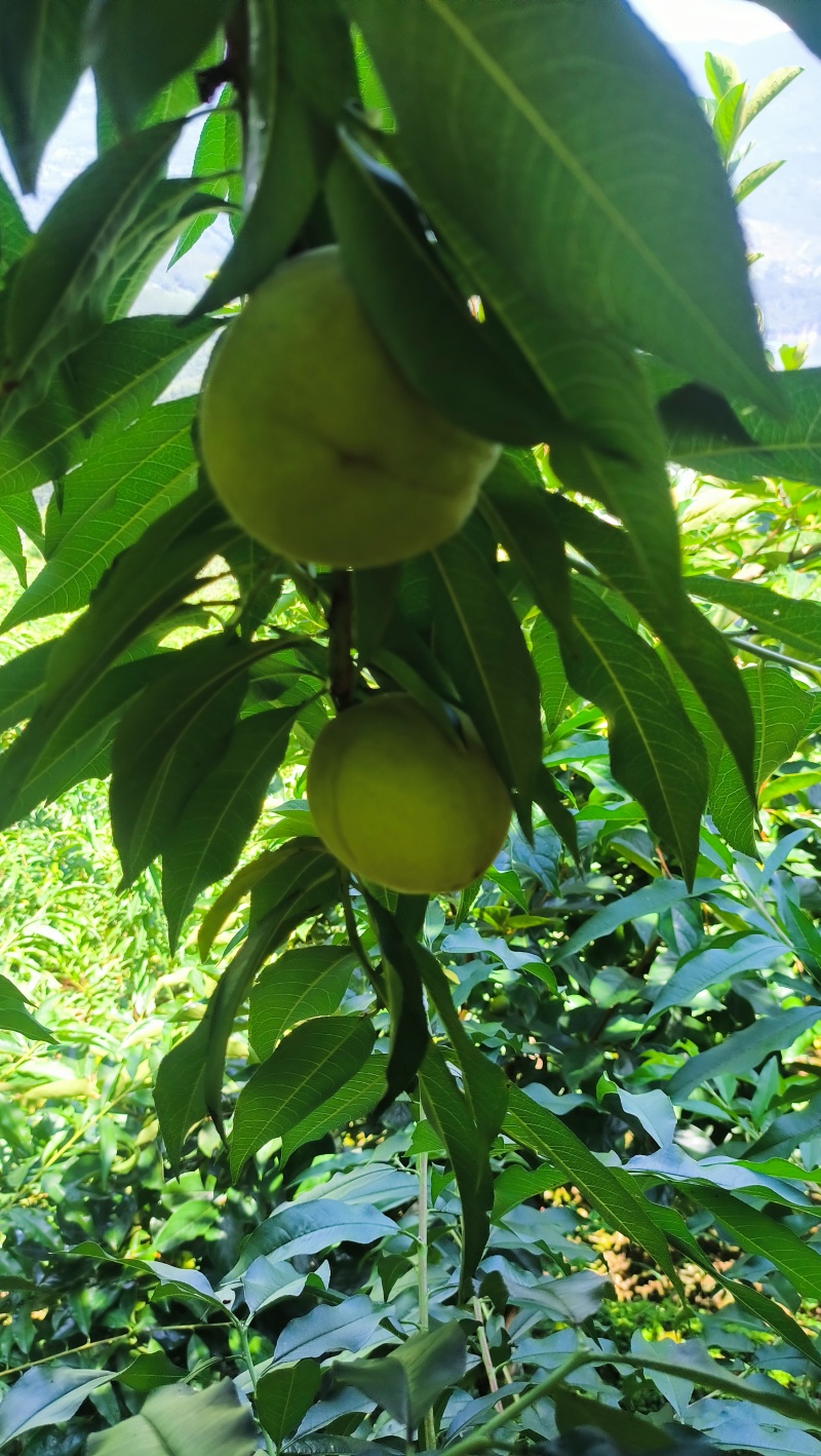 脆蜜桃