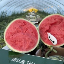 河北美嘟大量上市