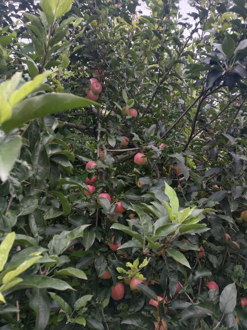 鲁丽苹果自家种植，五十亩