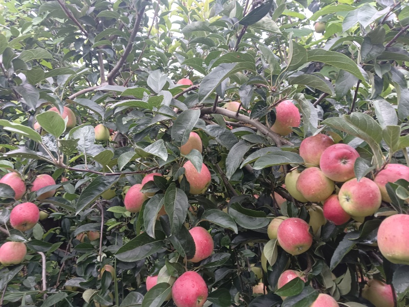 鲁丽苹果自家种植，五十亩