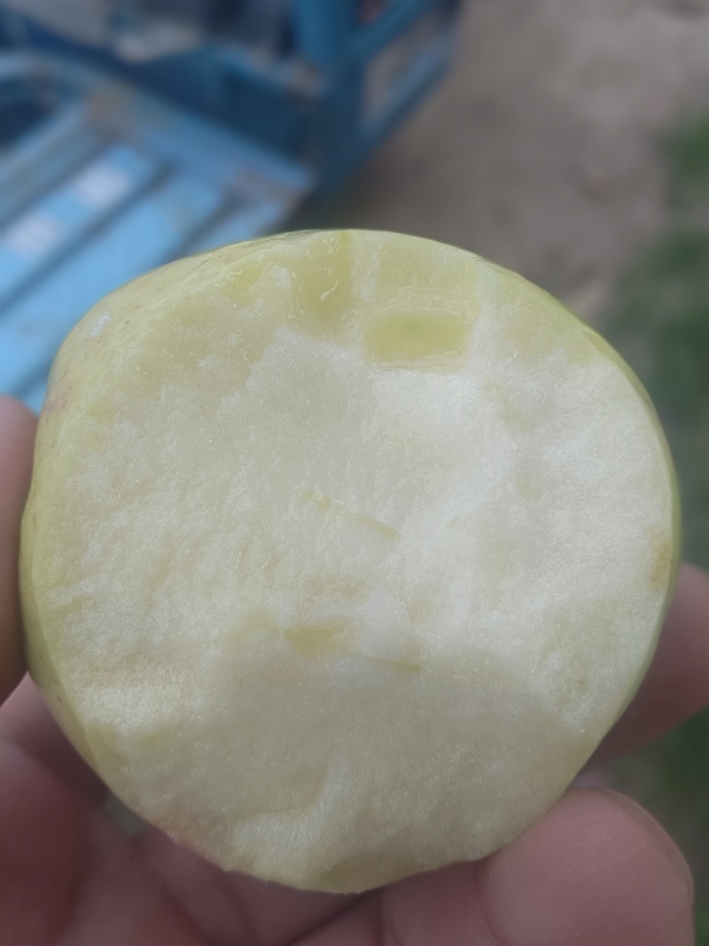 鲁丽苹果自家种植，五十亩