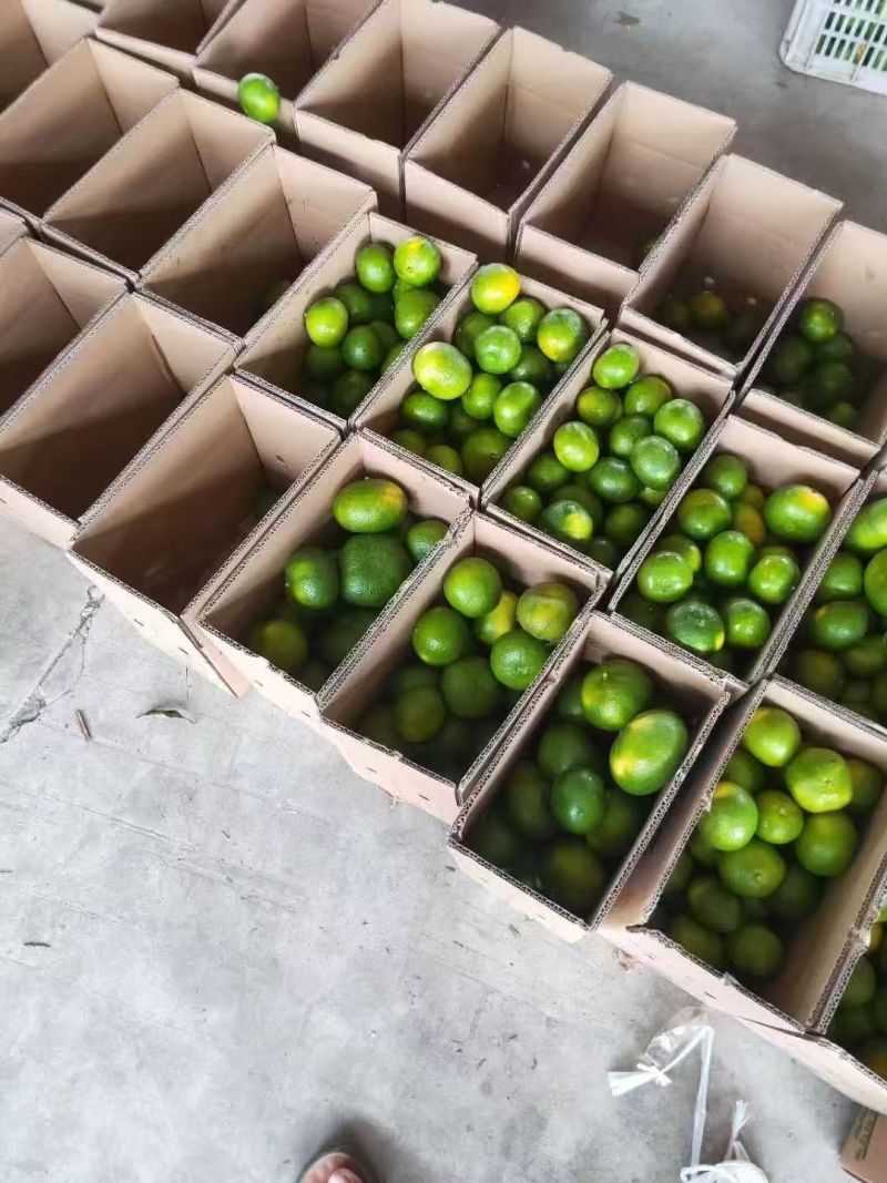 云南特早蜜桔青皮蜜橘青橘子pdd抖音淘宝各平台一件代发