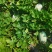 优质惠民33冬瓜
