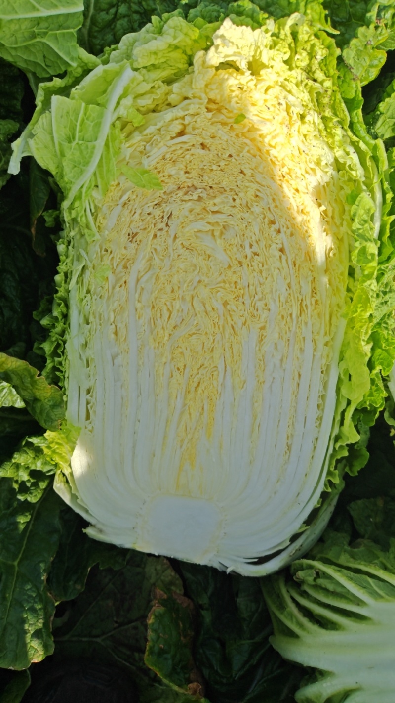 东北黄心大白菜