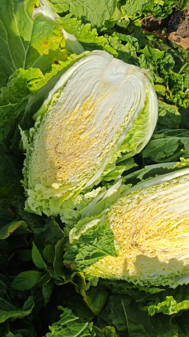 东北黄心大白菜