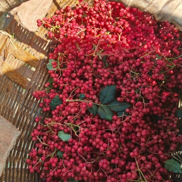 陇南花椒