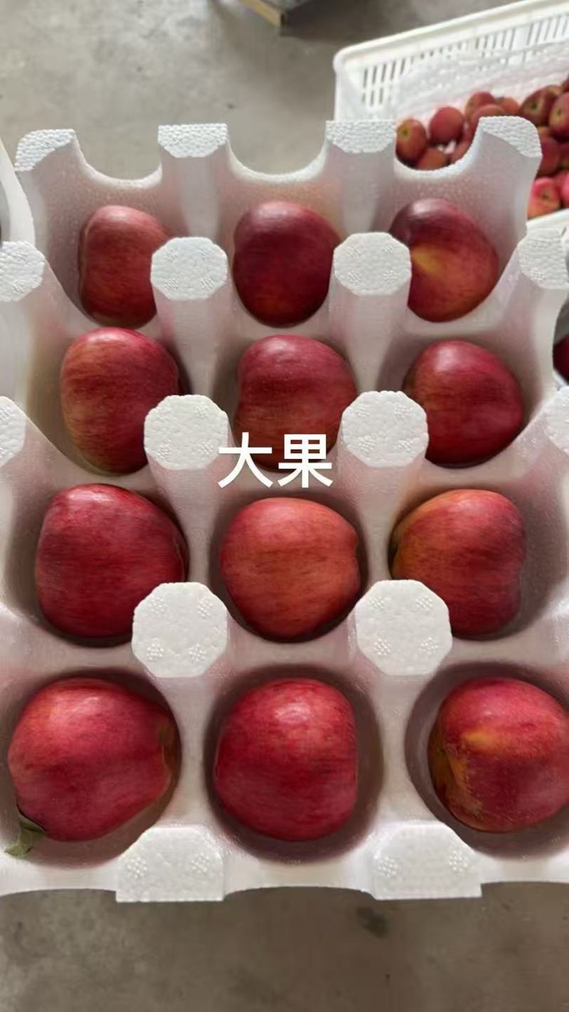昭通红露苹果甜脆多汁，老少皆宜