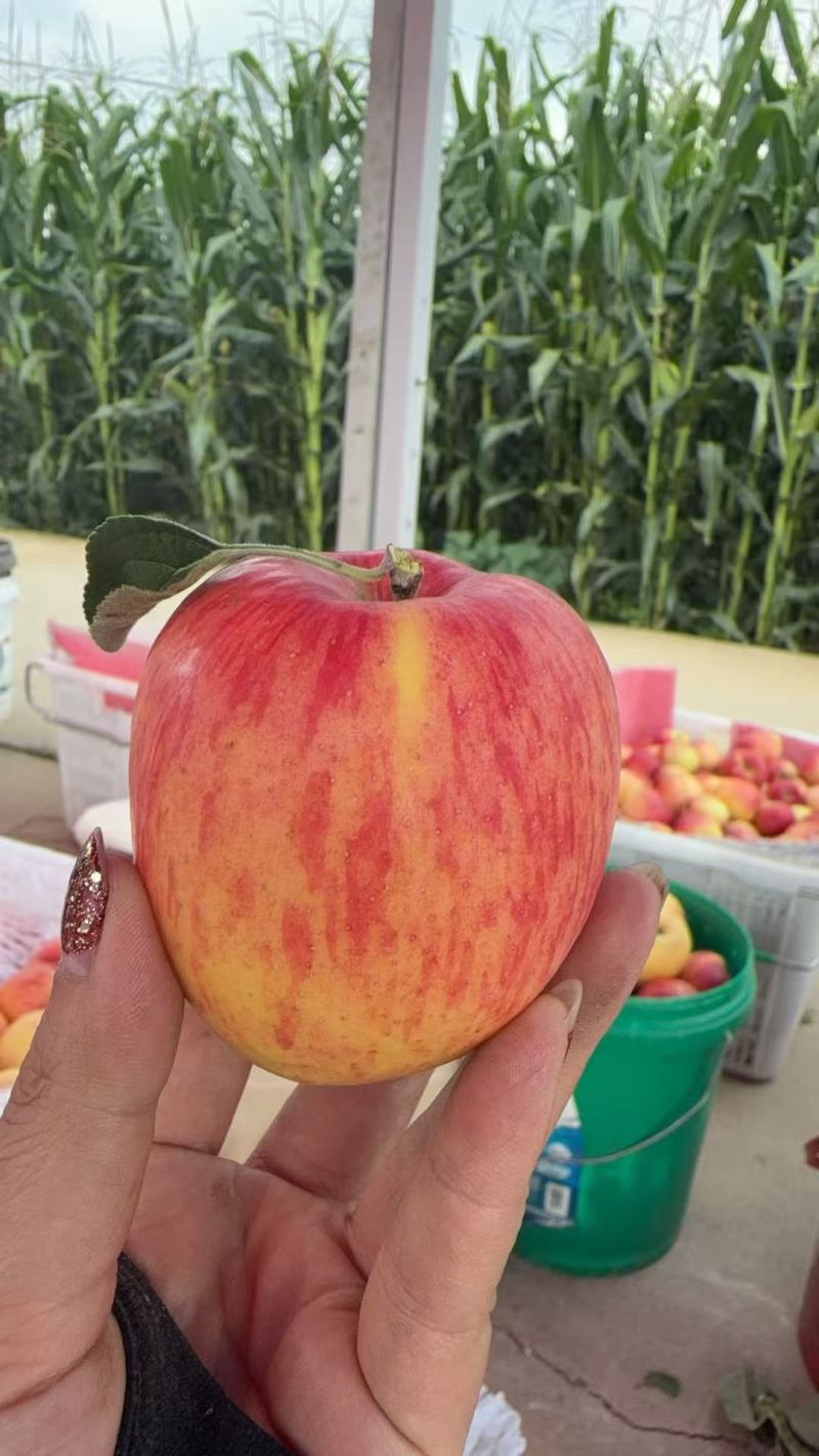昭通红露苹果甜脆多汁，老少皆宜