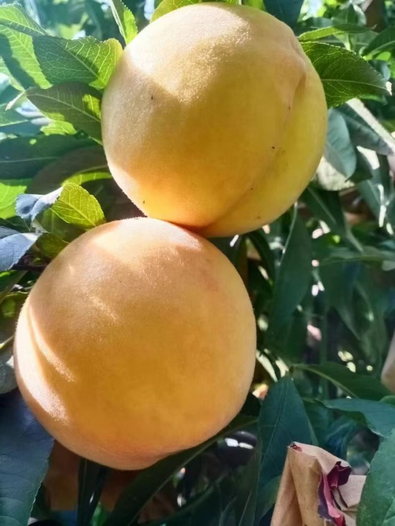黄金蜜3号大量有现货，有需要的可以联系。货源充足