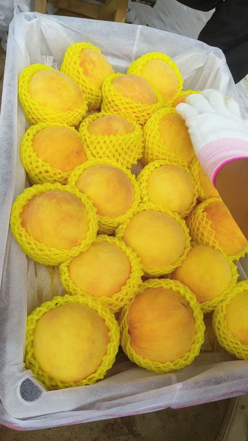 黄金蜜3号大量有现货，有需要的可以联系。货源充足