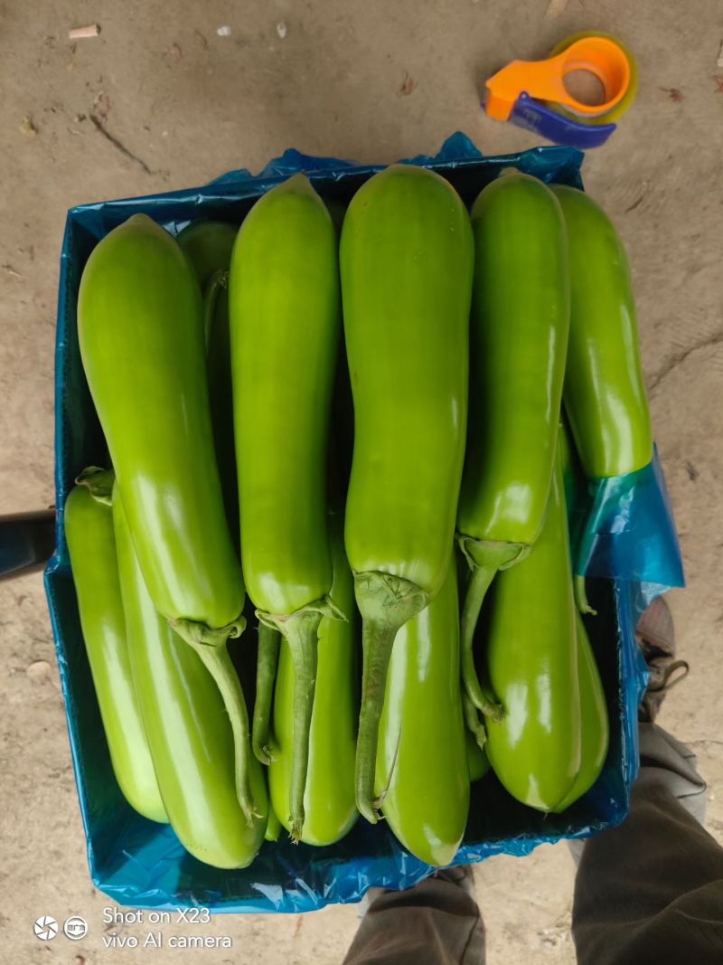 精品青茄！产地直发，量大从优！欢迎来电咨询！