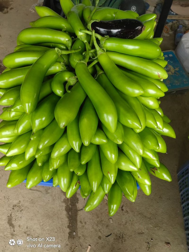 精品青茄！产地直发，量大从优！欢迎来电咨询！