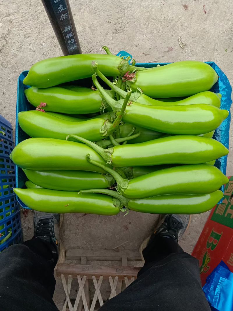 精品青茄！产地直发，量大从优！欢迎来电咨询！