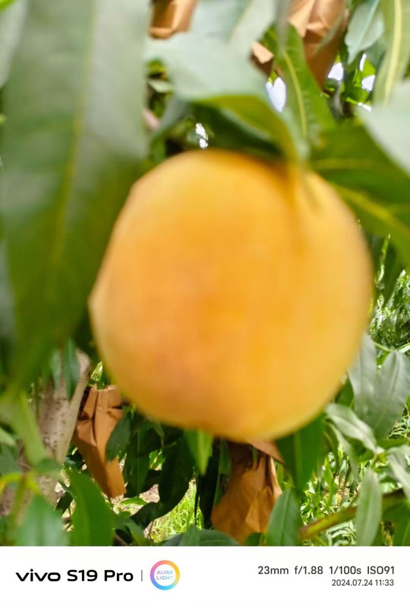 黄金蜜3号大量有现货，有需要的可以联系。货源充足