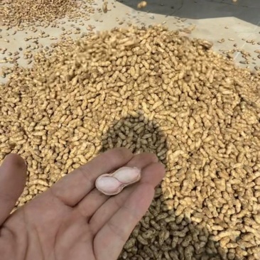 鲜花生大量供应质量优
