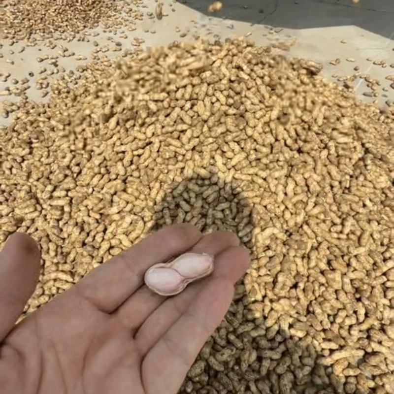 鲜花生大量供应质量优