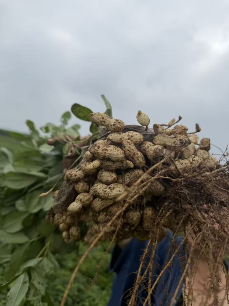 鲜花生大量供应质量优